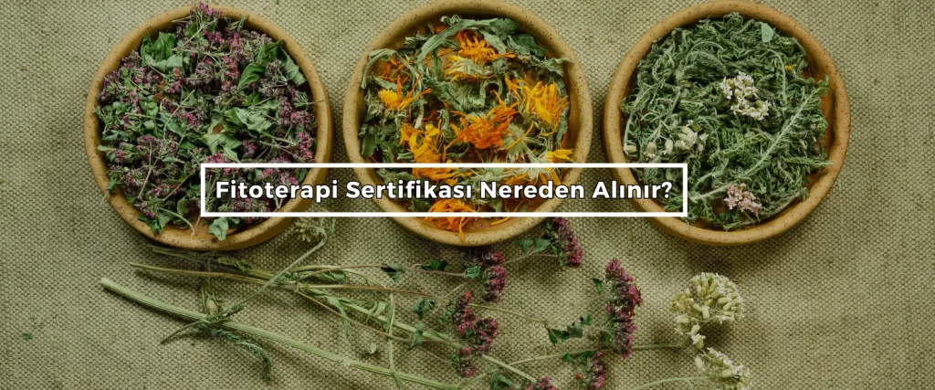Bordered Sunflower Photo Web Banner 2024 08 03T124833.755 Bordered Sunflower Photo Web Banner 2024 08 03T124833.755