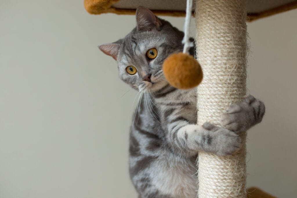 cute scottish straight gray cat hunting playing Kedi Oteli Açmak İçin Sertifika