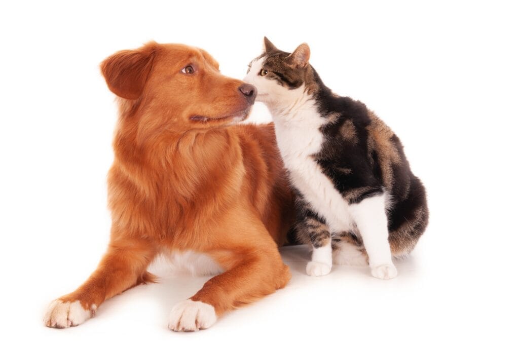 isolated shot retriever dog snuggling with calico cat front white background Kedi Oteli Açmak İçin Sertifika