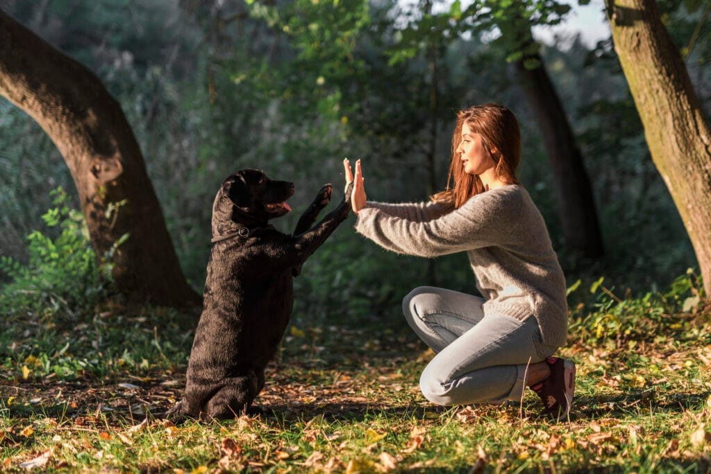 dog giving high five his pet owner park Köpek Eğitmenliği Sertifikası
