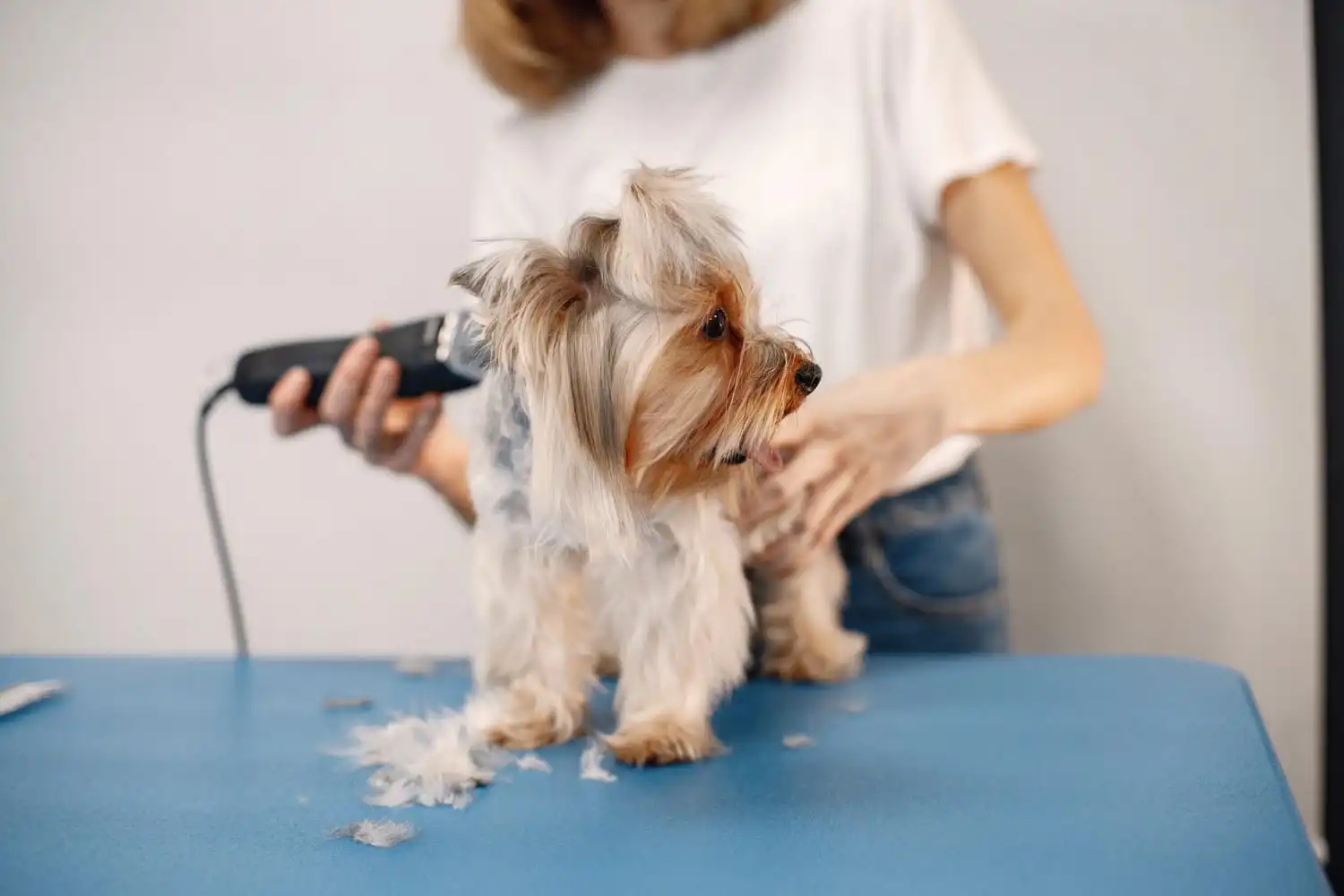 Pet Kuaför Eğitimi Nedir?