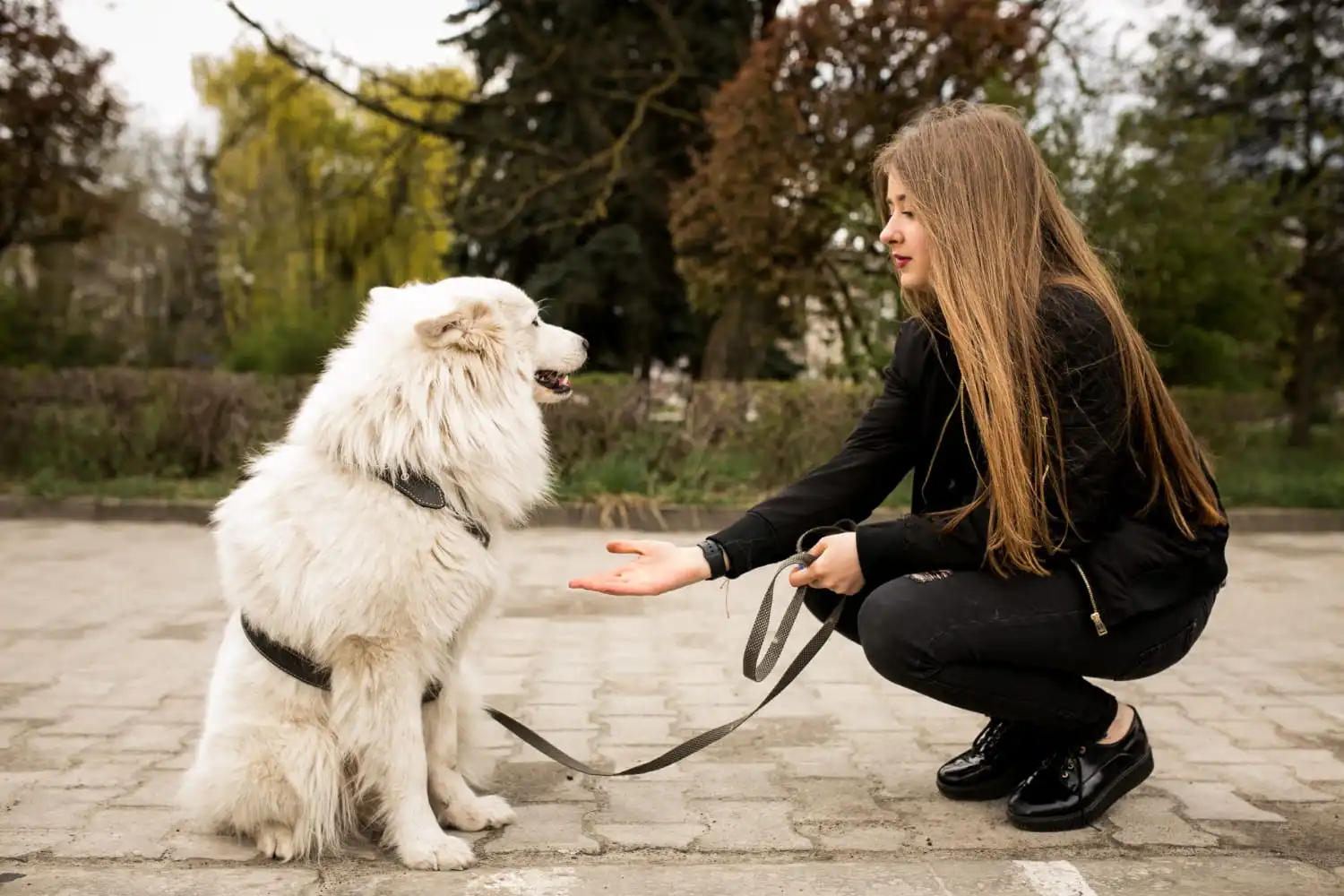 Köpek Eğitmeni Nasıl Olunur?