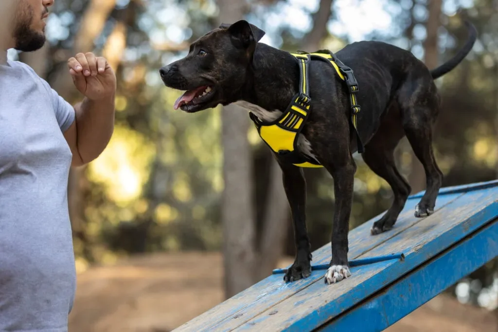 kopek 8 Köpek Eğitmeni Nasıl Olunur