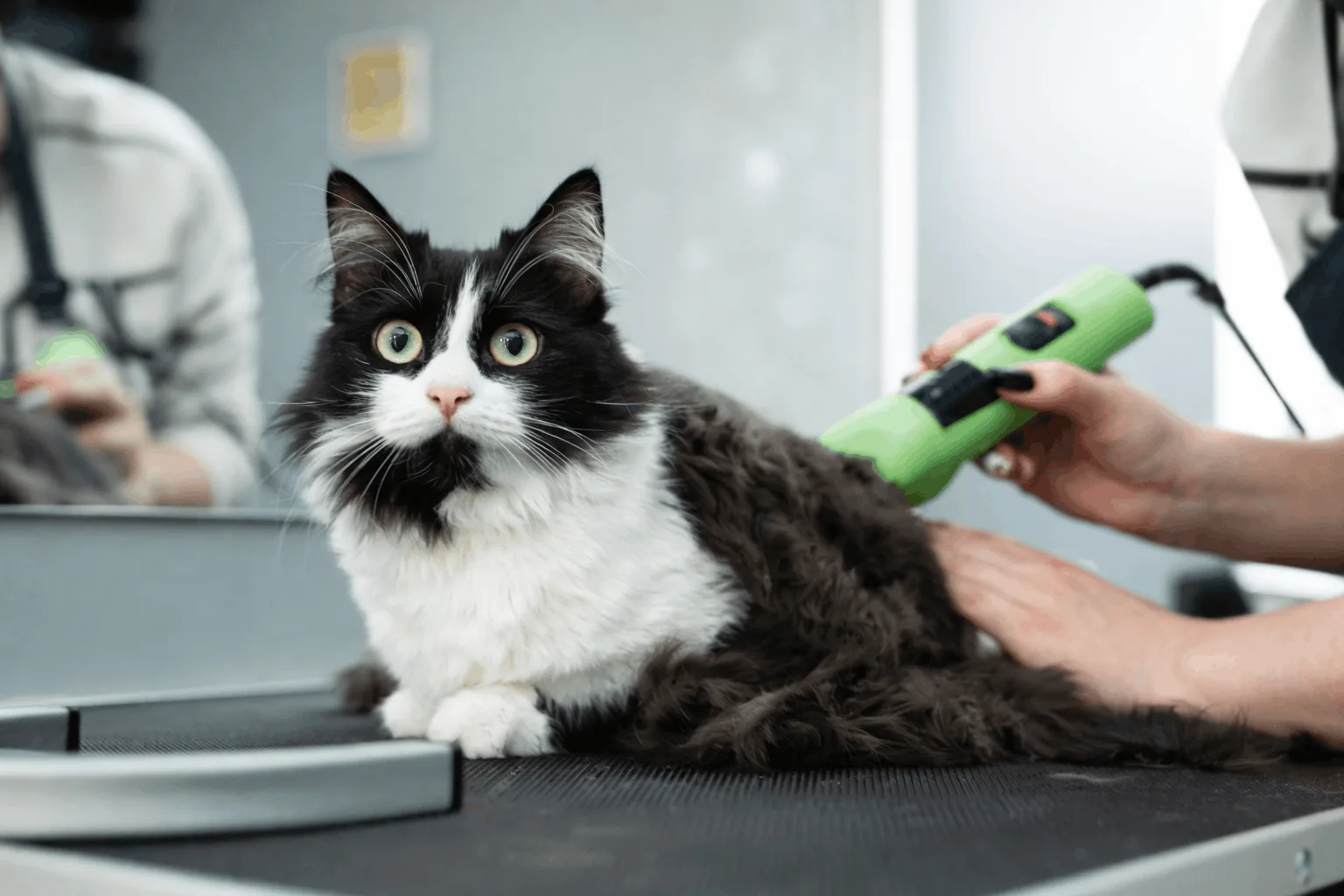 Pet Kuaförü Sertifikası E Devletten Nasıl Alınır?