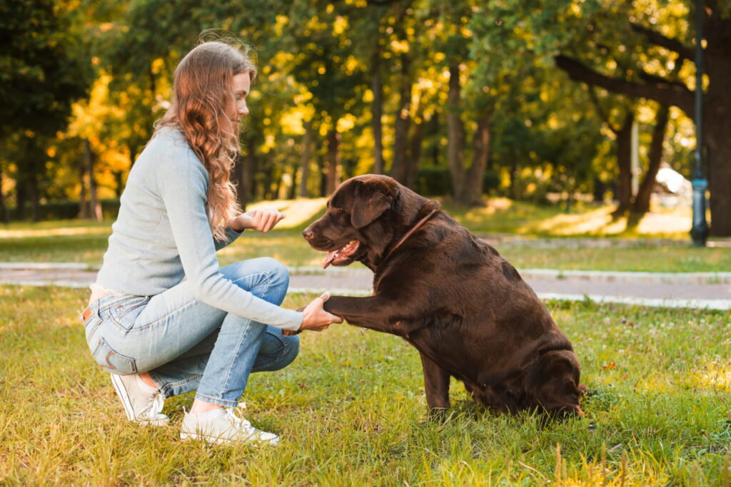 2147902094 1 Köpek Eğitmenliği Belgesi Nereden Alınır