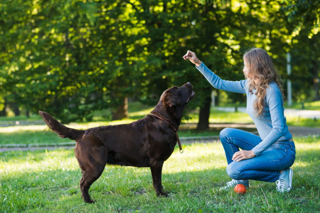 2147902234 1 Köpek Eğitmenliği Belgesi Nereden Alınır