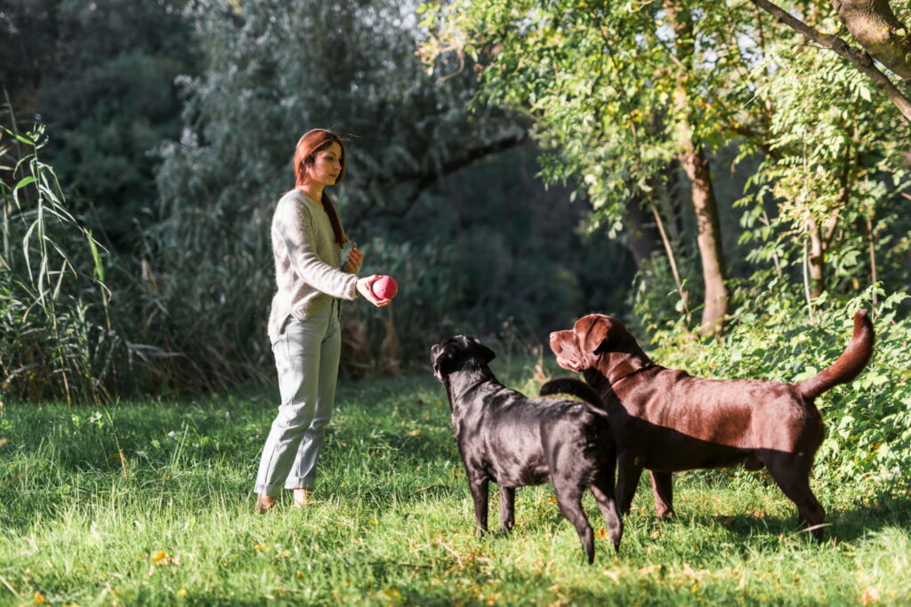 2148045793 1 Köpek Eğitmenliği Belgesi Nereden Alınır
