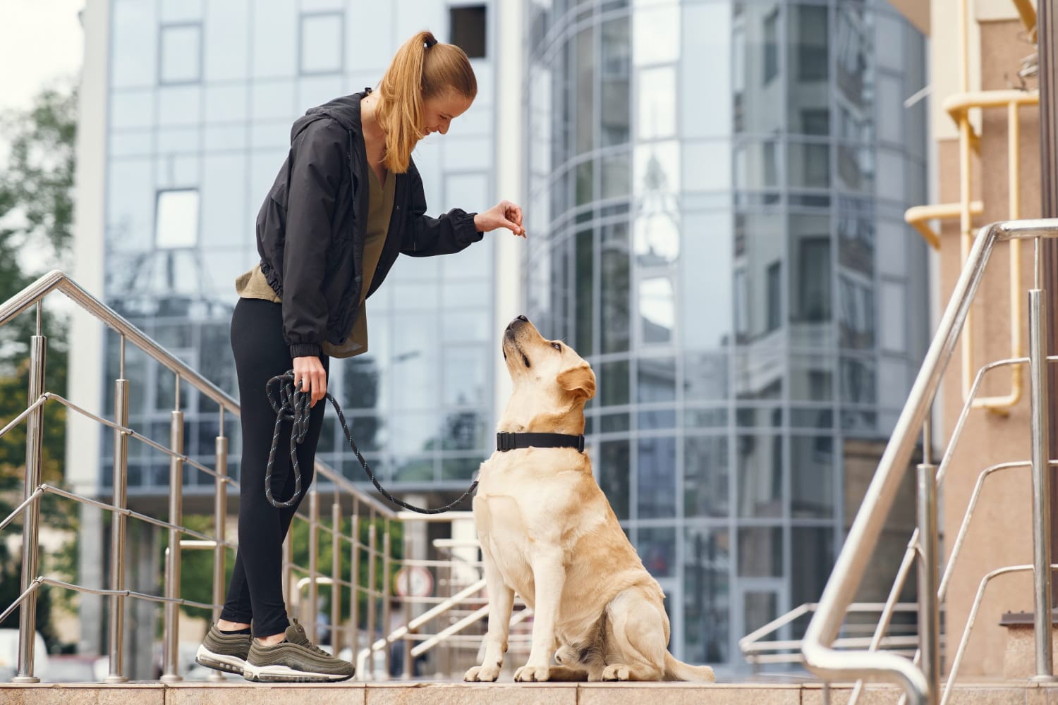 36153 1 Köpek Eğitmenliği Belgesi Nereden Alınır