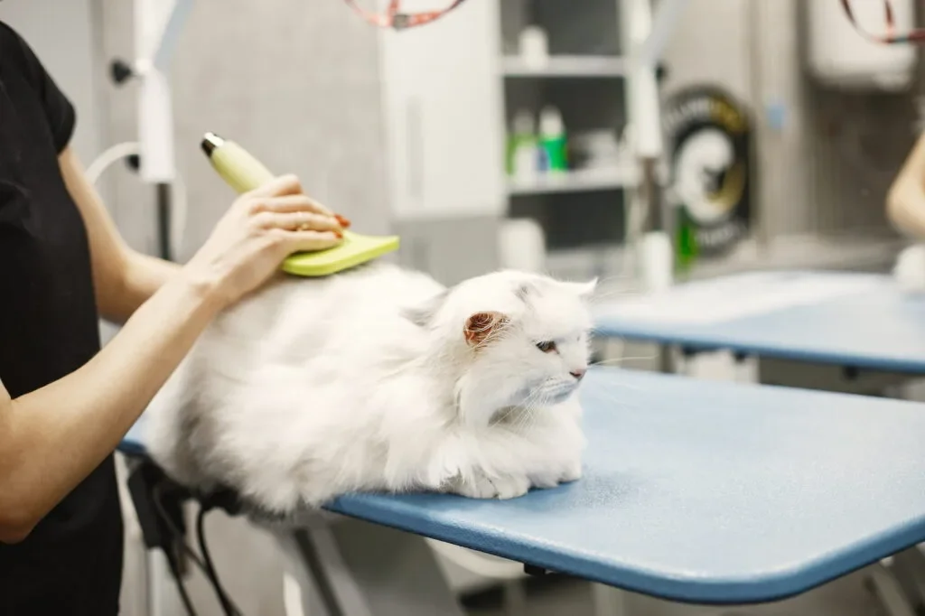 pet 10 Pet Kuaför Açma Şartları