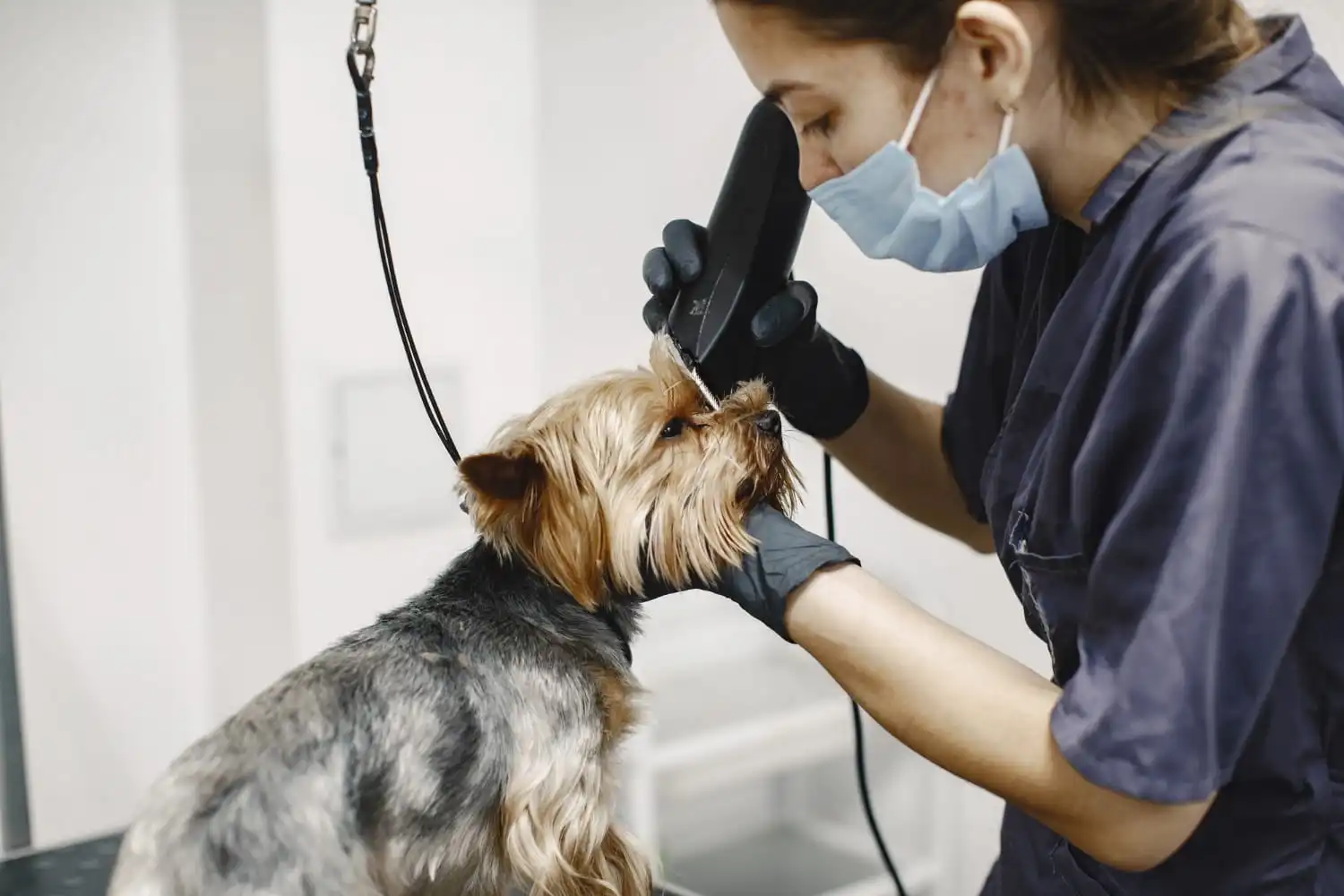 pet 3 Pet Kuaför Açma Şartları