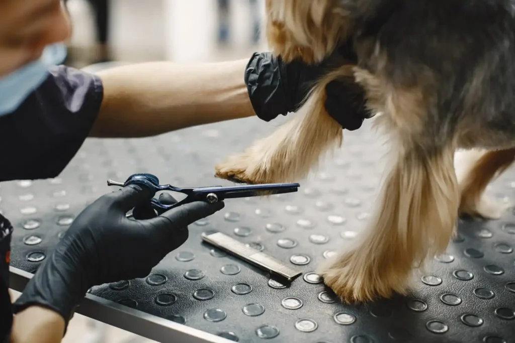 pet 4 Pet Kuaför Açma Şartları