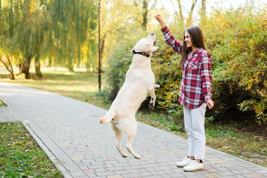 Köpek Eğitmenliği Sertifikası Nasıl Alınır?