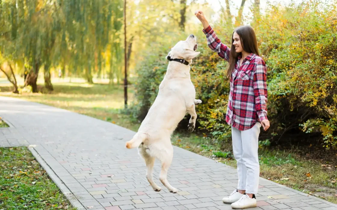 Köpek Eğitmenliği Sertifikası Nasıl Alınır?