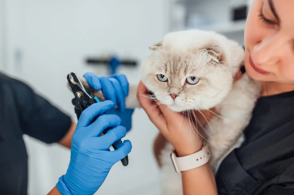 pet 9 Pet Kuaför Eğitimi Nasıl Alınır