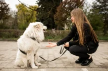 Köpek Eğitmeni Nasıl Olunur?